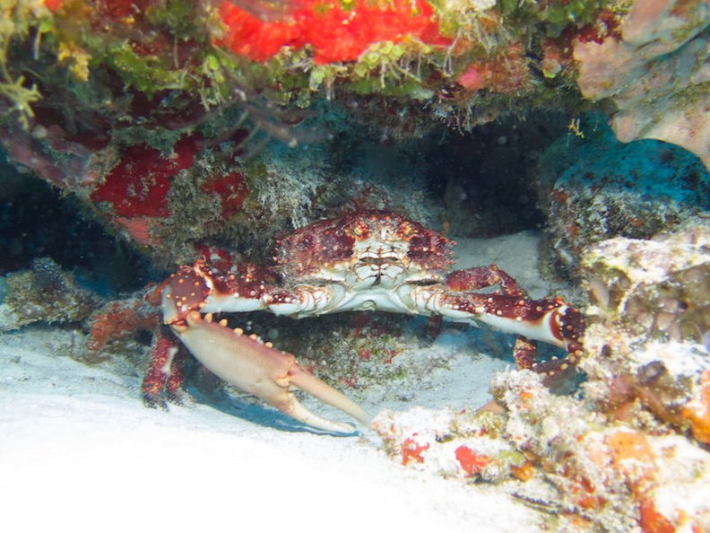 Channel Cling Crab IMG_9411.jpg